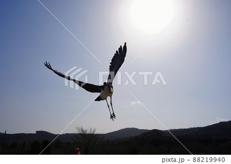 【山口県】秋吉台自然動物公園サファリランドのハゲコウ 【山口県】秋吉台自然動物公園サファリランドのハゲコウ 88219940