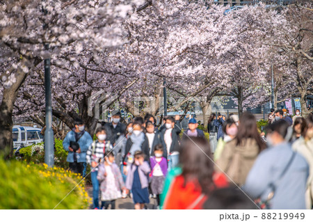日本の横浜都市景観 解除されたまん延防止…汽車道の桜が満開となり、多くの花見客が…＝3月30日　 88219949