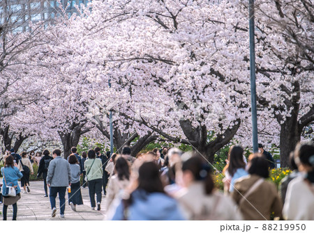 日本の横浜都市景観 解除されたまん延防止…汽車道の桜が満開となり、多くの花見客が…=3月30日 日本の横浜都市景観 解除されたまん延防止…汽車道の桜が満開となり、多くの花見客が…=3月30日 88219950