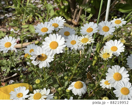 白いマーガレットの花に止まって受粉しているミツバチ 88219952