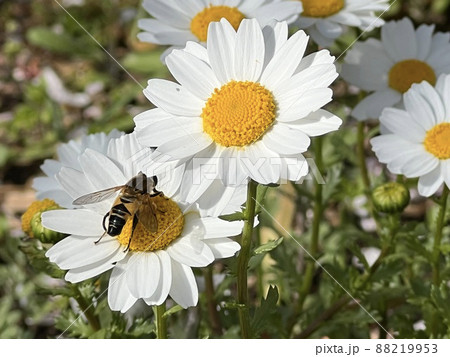 白いマーガレットの花に止まって受粉しているミツバチ 白いマーガレットの花に止まって受粉しているミツバチ 88219953