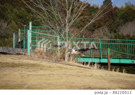 【山口県】秋吉台自然動物公園サファリランドのハゲコウ 【山口県】秋吉台自然動物公園サファリランドのハゲコウ 88220013