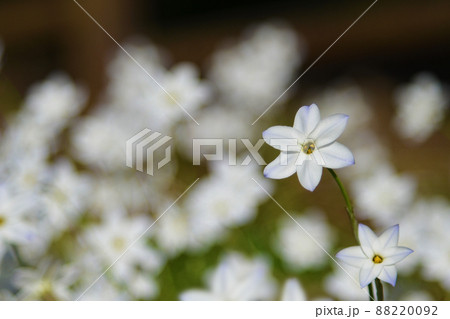 ハナニラは春の到来を告げる花 ハナニラは春の到来を告げる花 88220092