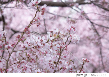 ピンク色の桜 88220266