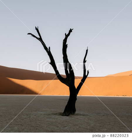 Dead Camelthorn Trees at sunrise 88220323
