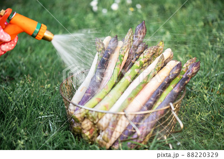 Farmer washes asparagus sprouts with garden hose 88220329