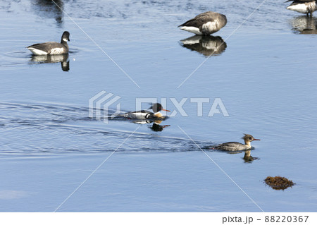 ウミアイサ 88220367