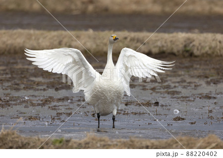 オオハクチョウ 88220402