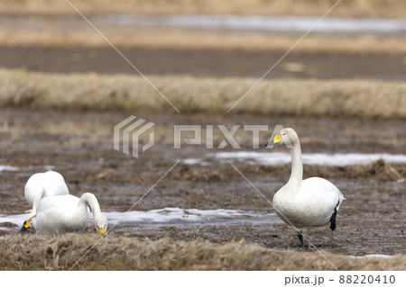 オオハクチョウ 88220410