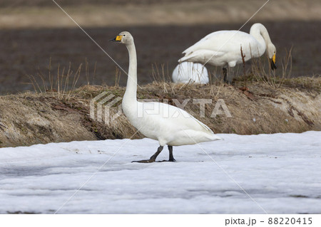オオハクチョウ 88220415