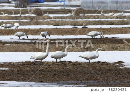 オオハクチョウ 88220421