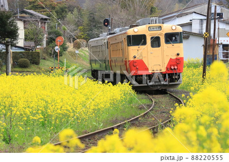 小湊鐵道「菜の花いっぱいに咲く沿線風景」 88220555