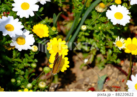春の花にとまる蝶々 88220622