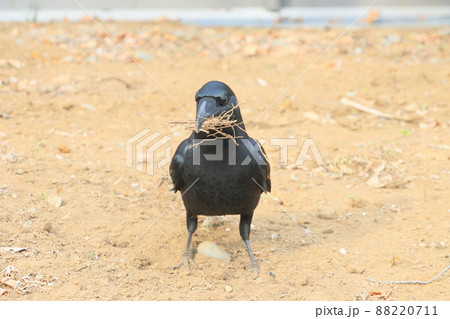 巣の材料を集めるカラス　枝を集めるカラス 88220711