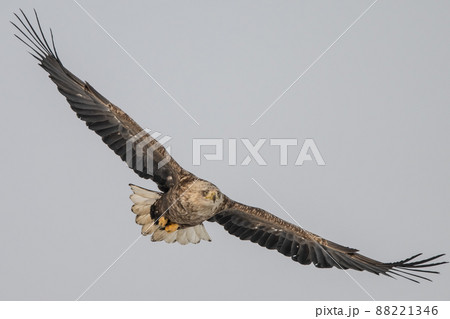 オジロワシ 88221346