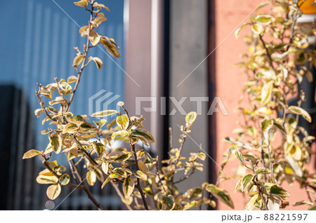 プリペットの葉 プリペットの葉 88221597