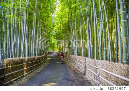 《愛知県》知多市　ちたの竹林 88221997