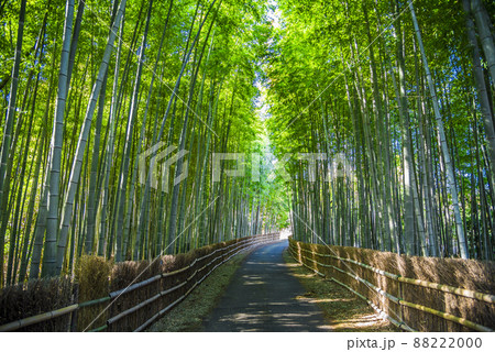 《愛知県》知多市 ちたの竹林 《愛知県》知多市 ちたの竹林 88222000