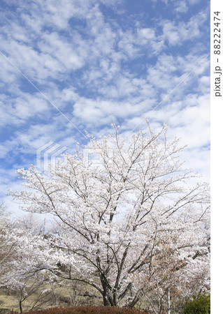 桜と青空 桜と青空 88222474