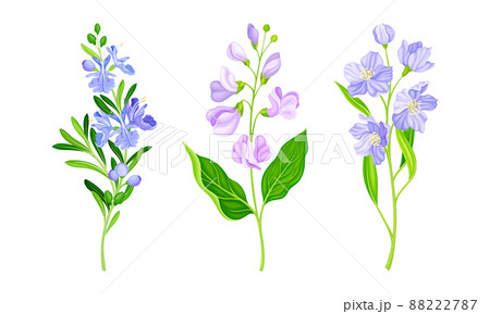Blooming flowers, meadow or garden plants set vector illustration 88222787