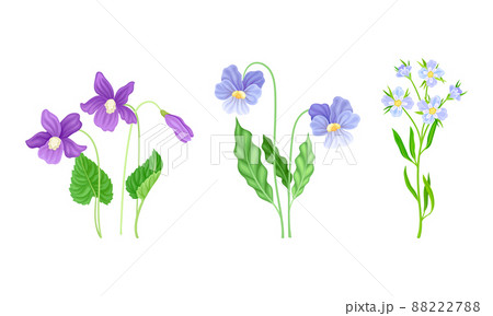 Beautiful blooming flowers, meadow or garden plants vector illustration 88222788