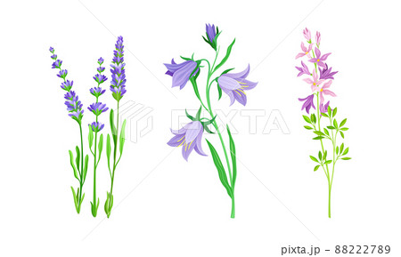Wild meadow herbs and flowers set. Blooming pink and purple flowers vector illustration 88222789