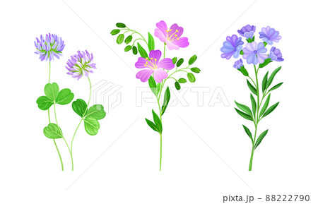 Beautiful blooming pink and purple wildflowers and leaves, meadow plants vector illustration 88222790