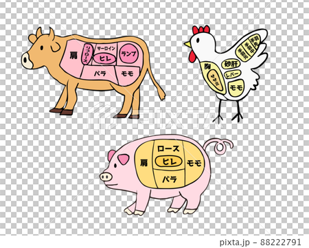 牛、豚、鳥　肉の部位イラストセット 88222791