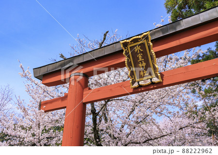 氷室神社 桜 氷室神社 桜 88222962