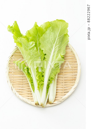 山東菜 白バック 山東菜 白バック 88222967