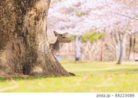 奈良公園の満開の桜と鹿 奈良公園の満開の桜と鹿 88223086