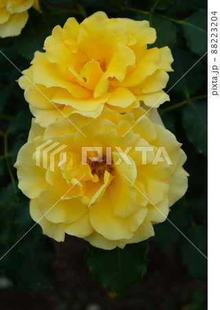 バラ　熊本　九重の風景 88223204