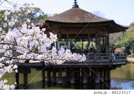 奈良公園 桜満開の浮御堂 奈良公園 桜満開の浮御堂 88223517