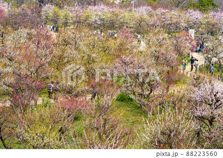 大阪城公園梅林 88223560