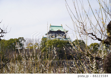 大阪城公園 梅林 大阪城公園 梅林 88223584