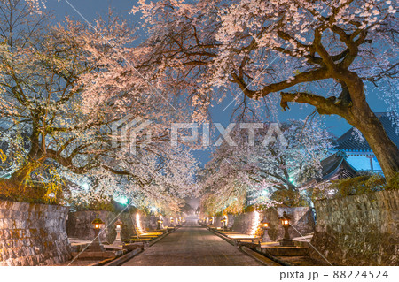 立体絵画の「吉高の大桜のライトアップ」 吉高の大桜ライトアップ直太郎中継ライブ - Samsung Members
