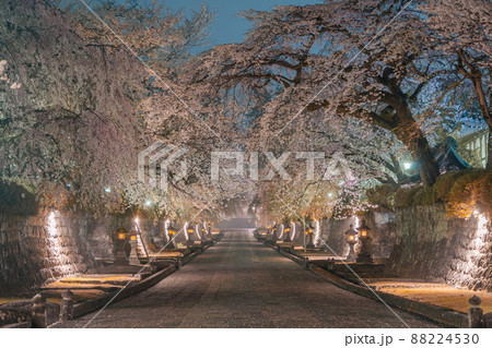 満開の枝垂れ桜　ライトアップ　大石寺　（富士宮市） 88224530