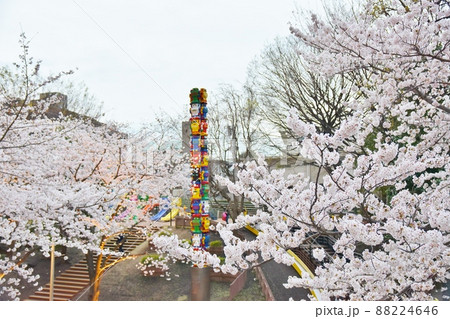 六本木さくら坂の桜 東京 六本木さくら坂の桜 東京 88224646
