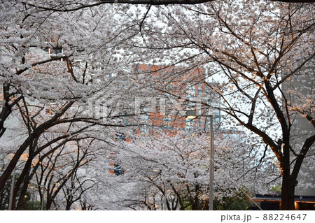 六本木さくら坂の桜　東京 88224647