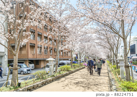 神奈川県の風景 春の鎌倉 神奈川県の風景 春の鎌倉 88224751