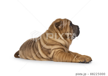 Sharpei dog puppy on white background Sharpei dog puppy on white background 88225000
