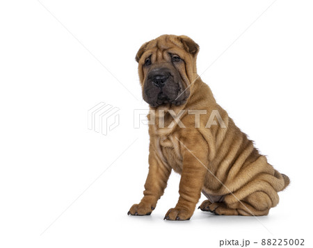 Sharpei dog puppy on white background 88225002