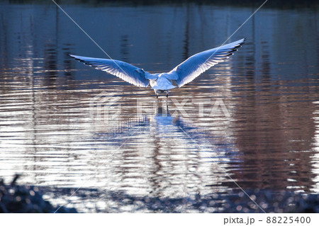Feeding seagull flying seagull over water with sun in his feathers and reflection on the surface 88225400