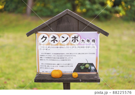 [東京・汐留] 浜離宮恩賜庭園で九年母かクネンボと言う果物の歴史を説明する看板。 88225576