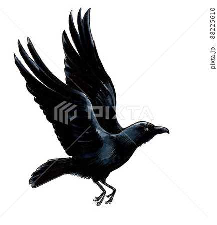 Flying crow. Ink black and white drawing Flying crow. Ink black and white drawing 88225610