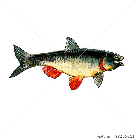 Fish on white background. Ink and watercolour drawing Fish on white background. Ink and watercolour drawing 88225611