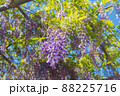 滝のような藤の花 88225716