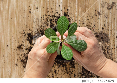 Euphorbia leuconeura sprout in pot 88225829