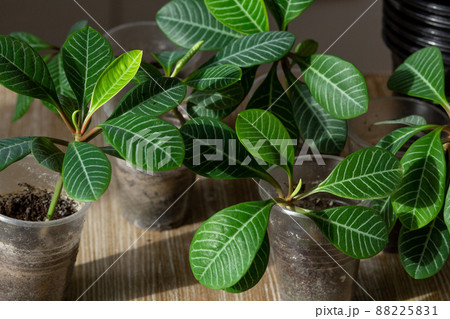 Sprouts euphorbia leuconeura 88225831