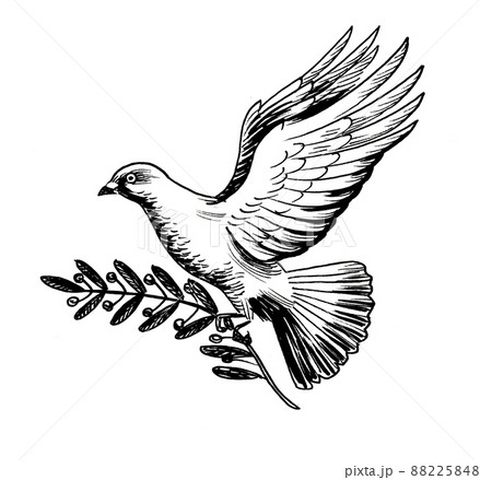 Flying dove with olive branch. Ink black and white draiwng 88225848